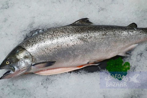 Whole Salmon approx 3.5kg