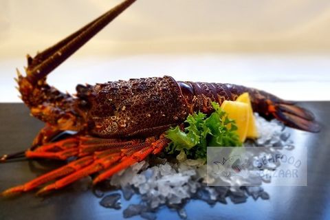 Crayfish Live approx 550 to 600 grams