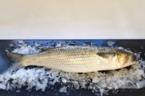 Mullet Whole Approx 750 grams